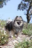 SPITZ ALLEMAND 093